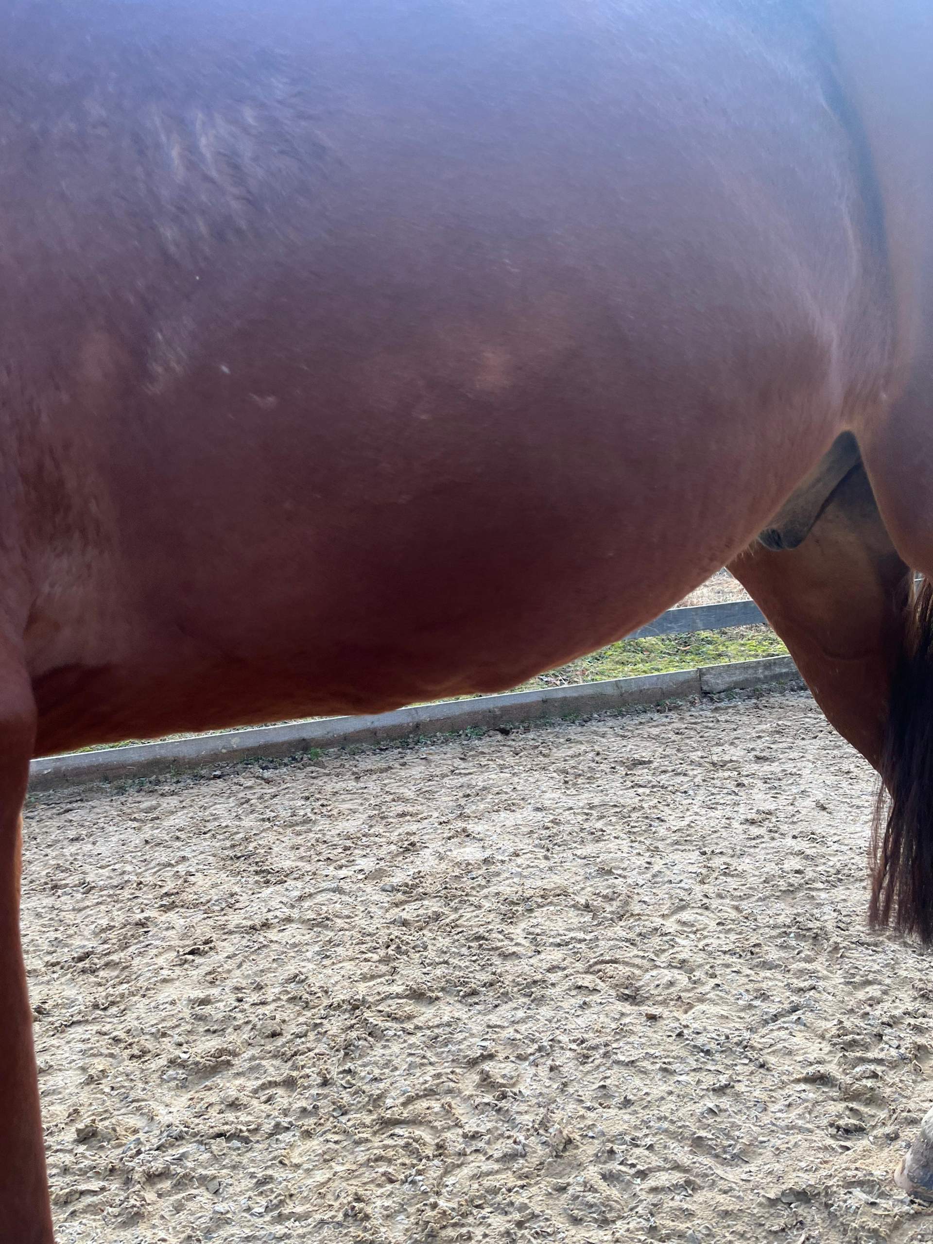 Pferd hat knubbel am bauch? (Krankheit, Tierarzt, Tiermedizin)