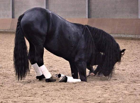 Pferd knien beibringen?