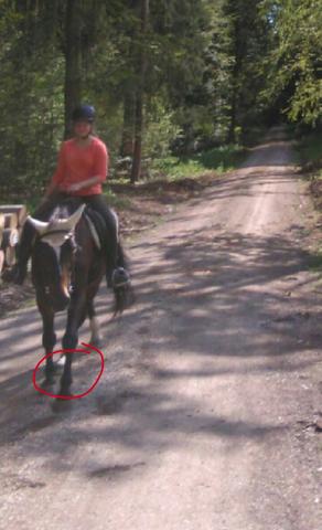 Das Eingekreiste zeigt sein linkes Hinterbein - (Pferd, Hinterbein, überkreuzt)