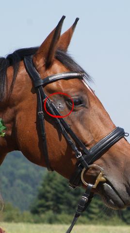Equines Sarkoid? - (Pferd, Reiten, Tiermedizin)