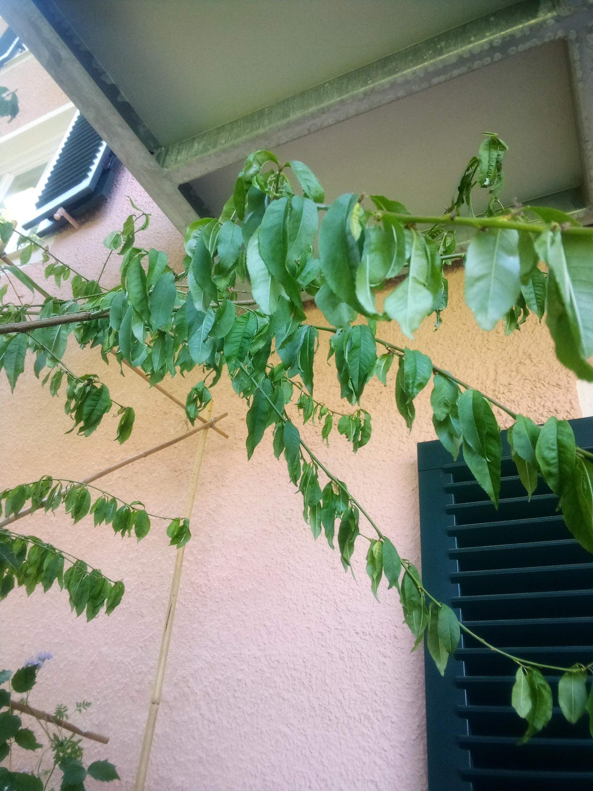 Pfirsichbäumchen lässt die Blätter hängen. Was ist der Grund? (Baum, Pflanzenpflege, Botanik)