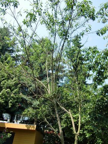 Pfirsichbaum - (Garten, Baum)