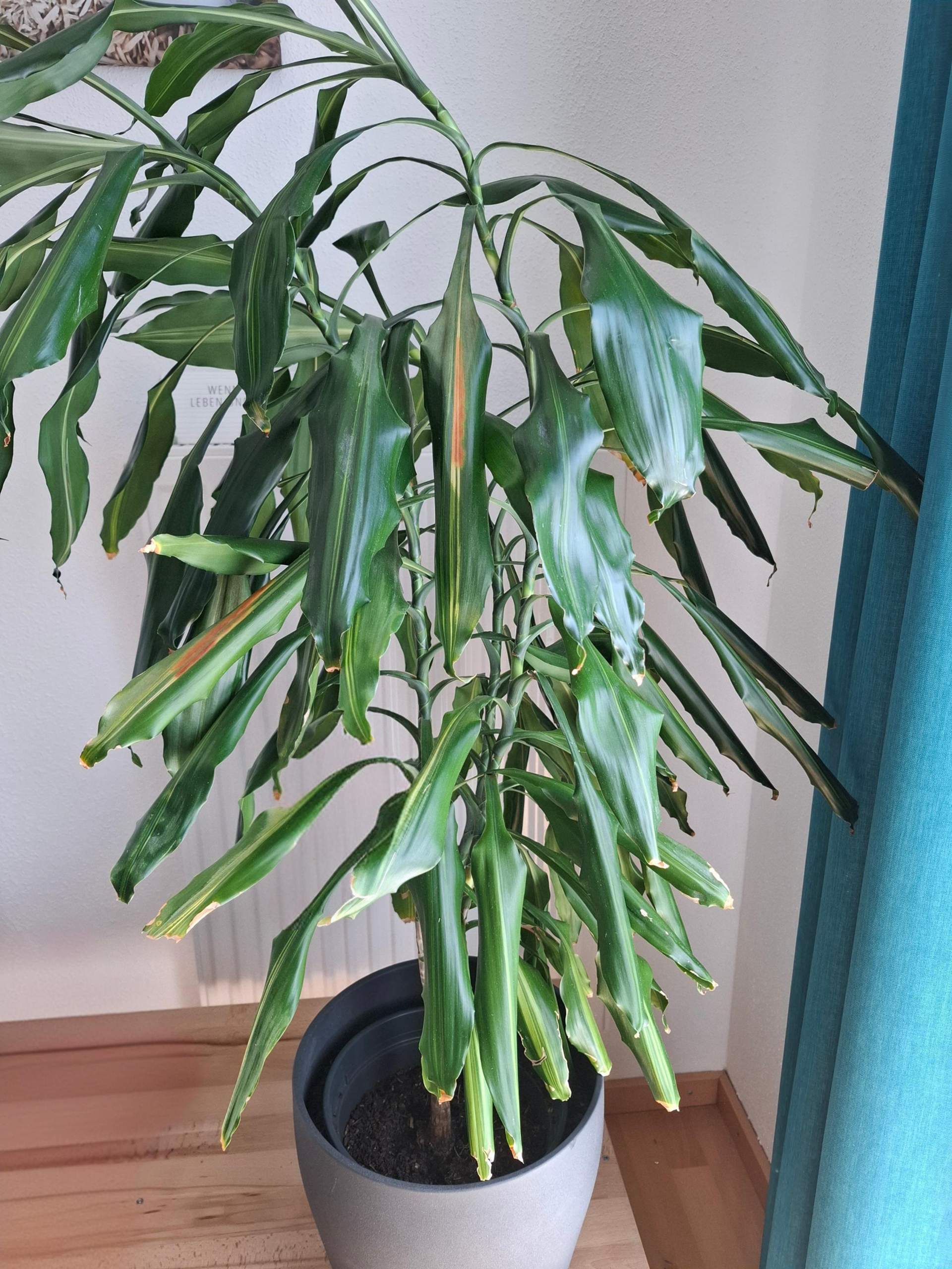 monstera blattsteckling Patch Monstera Blatt – Little Who