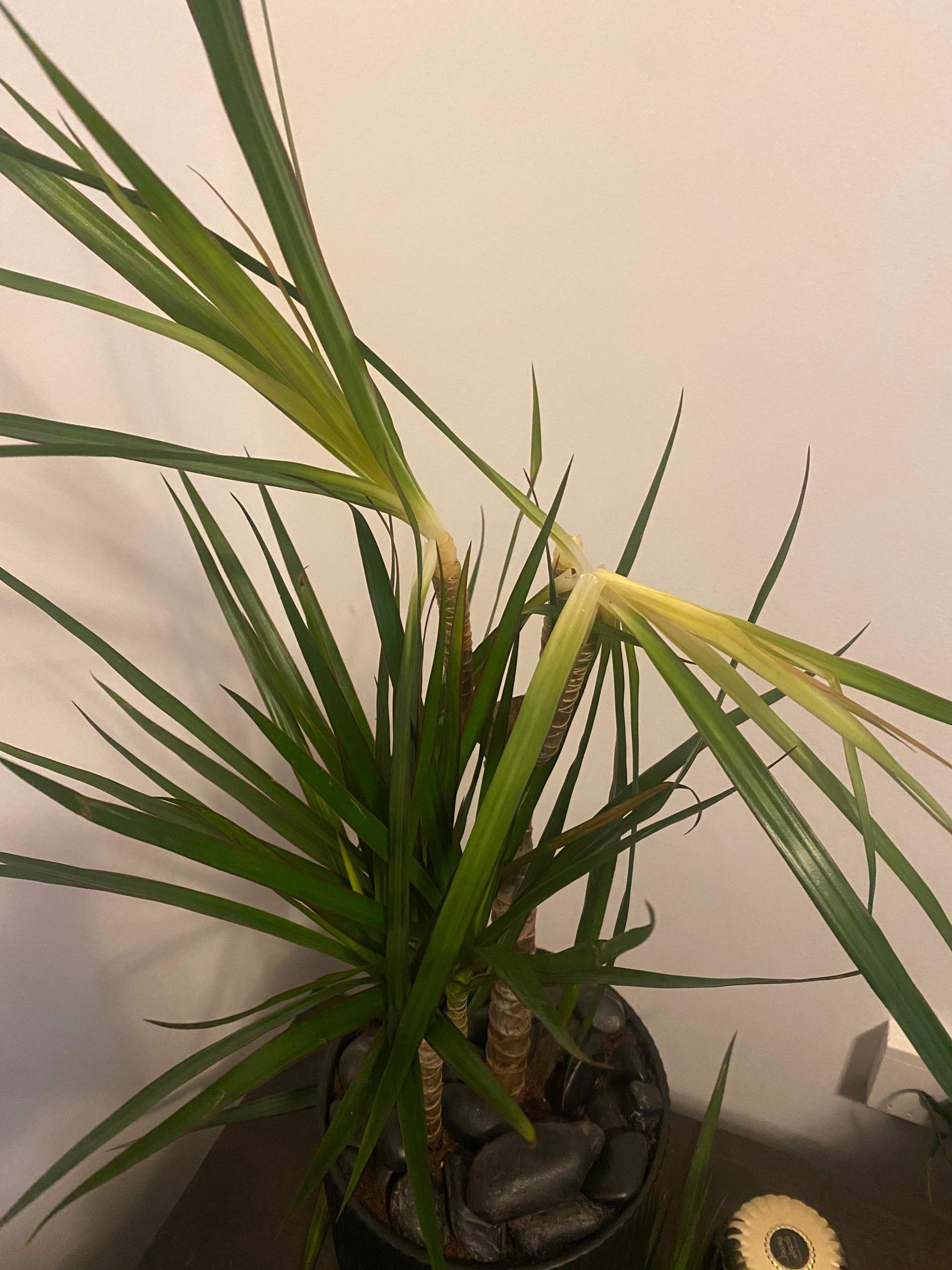 philodendron brasil kaufen Philodendron hederaceum 'Brasil' main image 1