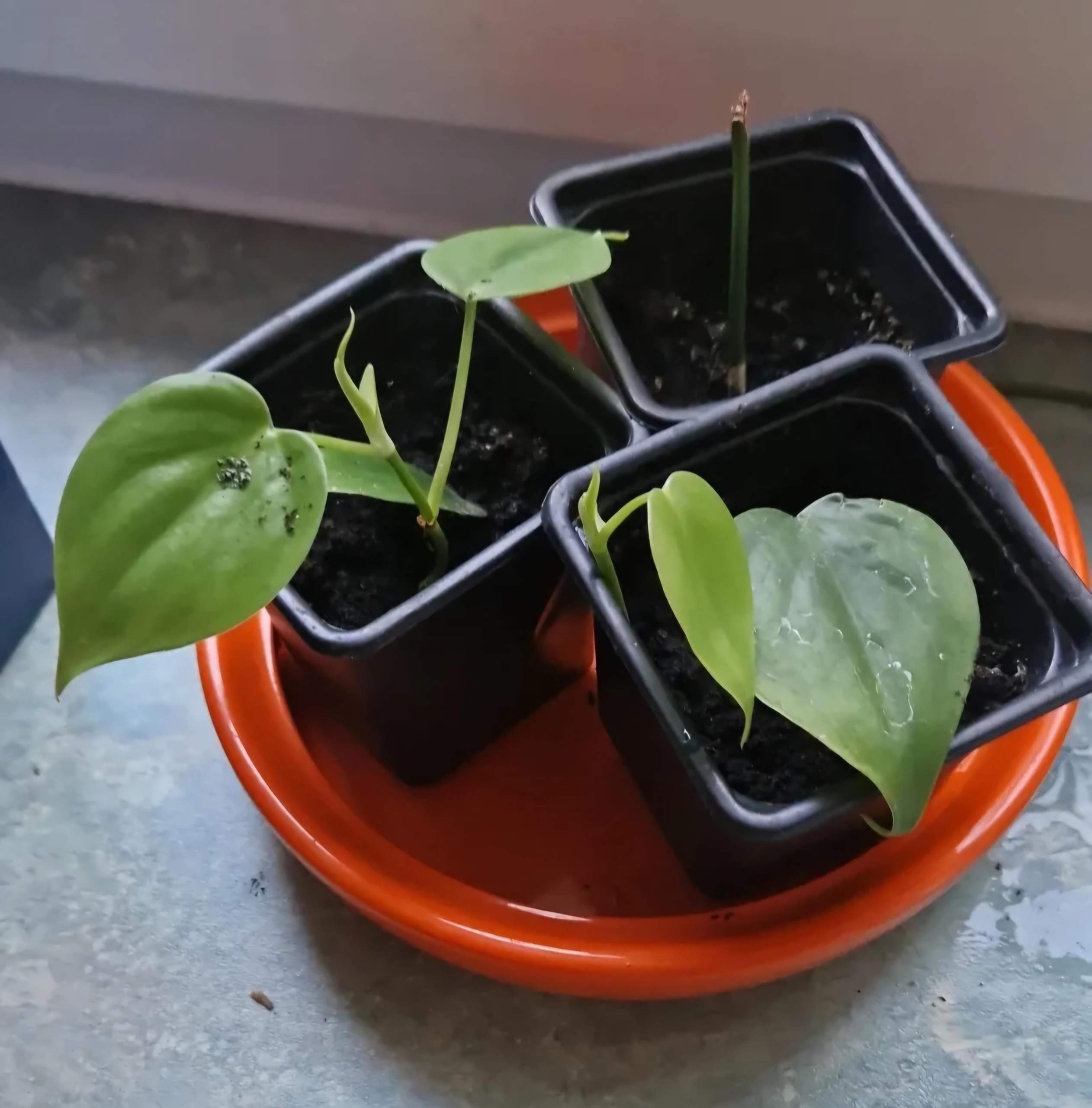 philodendron white princess Philodendron White Princess main image 0