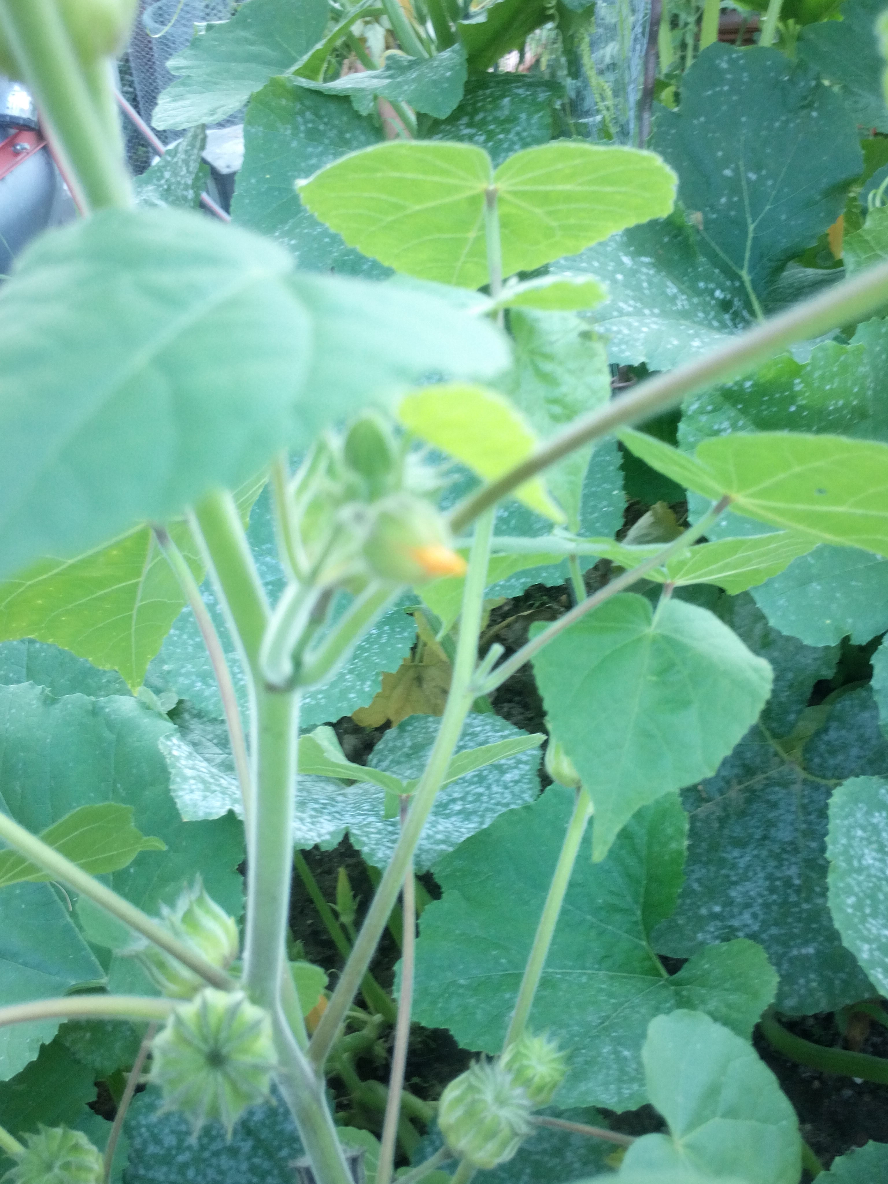 Pflanze im Garten gefunden! Brauche Hilfe um sie zu
