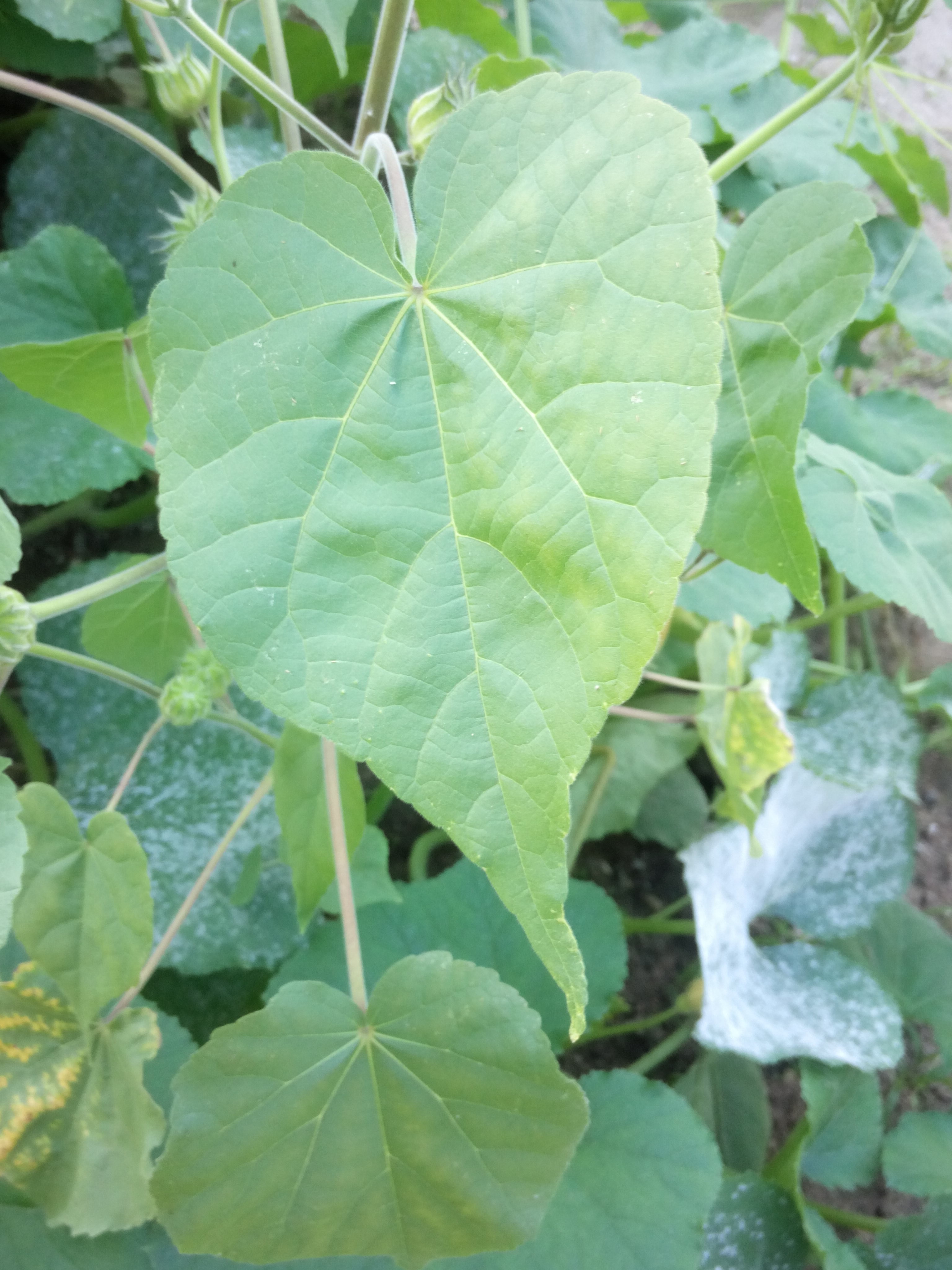 Pflanze im Garten gefunden! Brauche Hilfe um sie zu