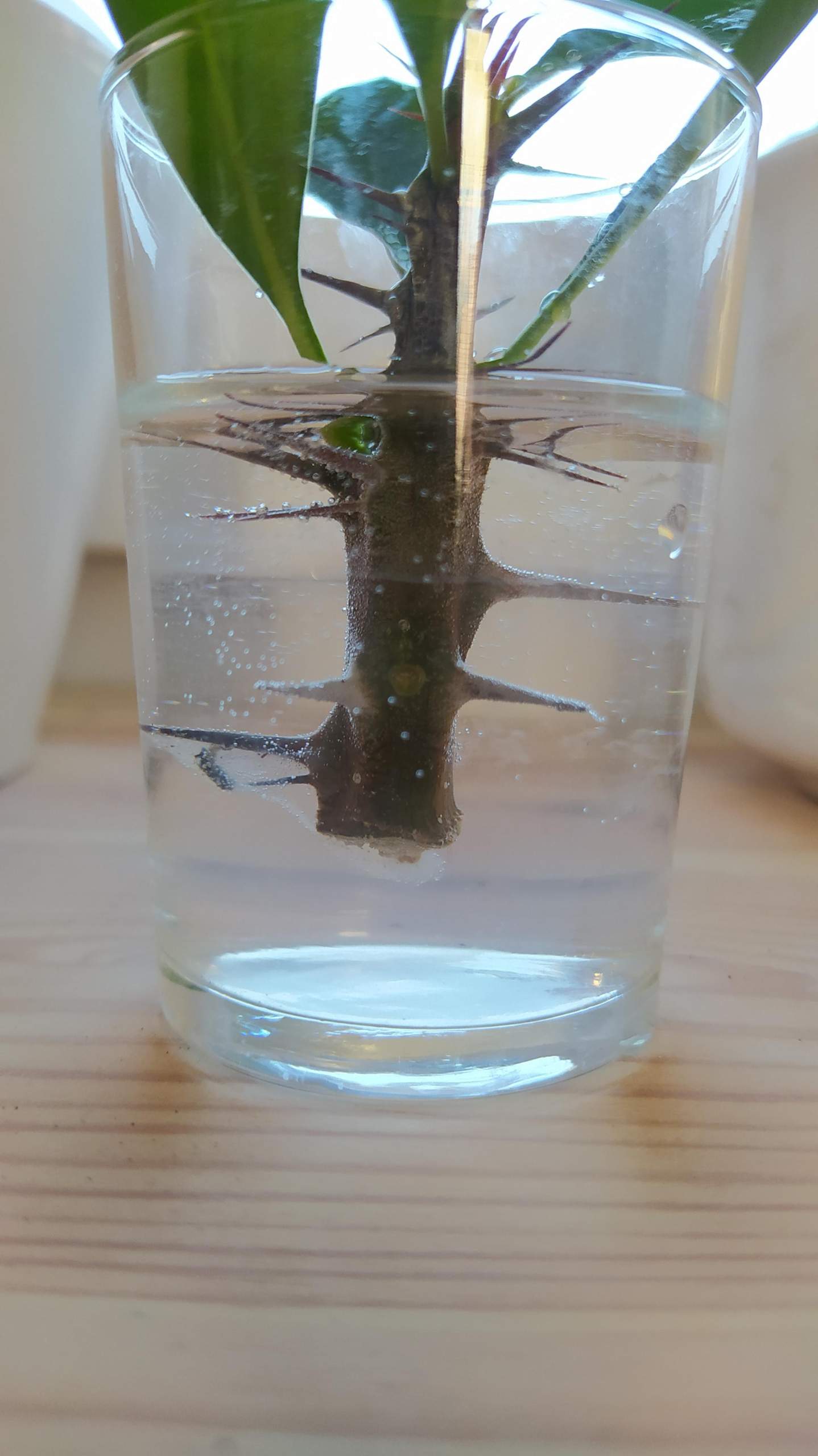 Pflanze im  Wasser  Wurzeln ziehen  lassen komischer Schleim  Pflanze im  Wasser  Wurzeln ziehen  lassen komischer Schleim