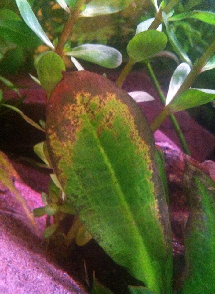 Pflanze krank oder nur Nährstoffmangel? (Pflanzen, Aquarium, Aquaristik) Pflanze krank oder nur Nährstoffmangel? (Pflanzen, Aquarium, Aquaristik)