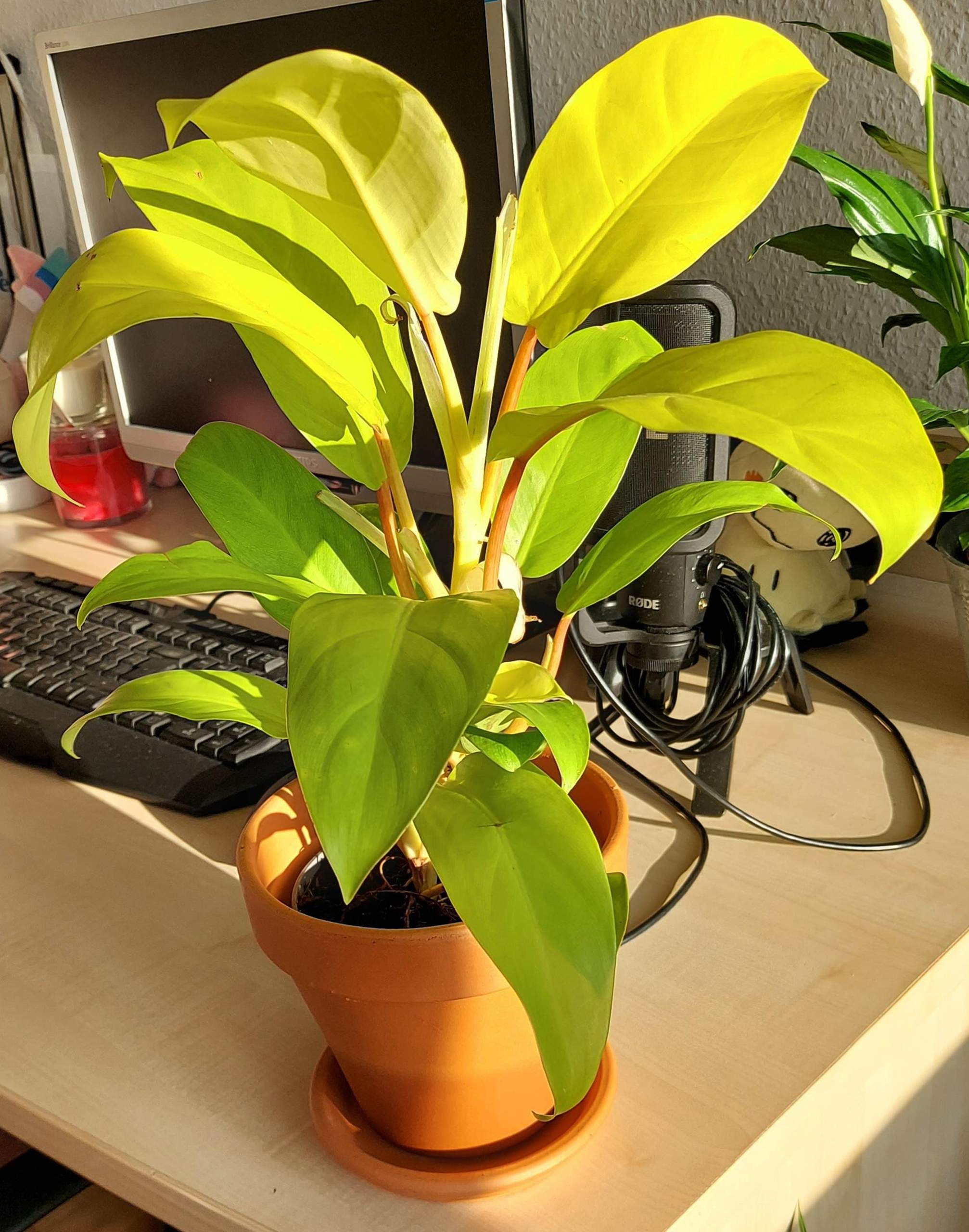 Pflanze lässt nach Umtopfen die Blätter hängen? (Pflanzen, Garten