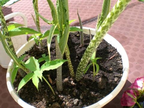 Fleckenpflanze - (Pflanzen, Flecken, grün)