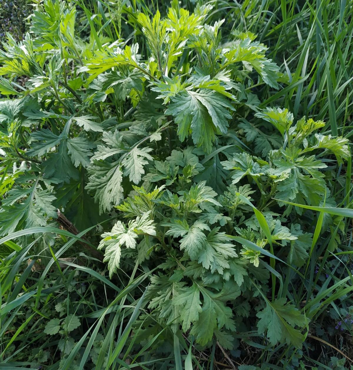 Pflanze mit zackigen Blättern? (Pflanzen, Garten, Botanik)