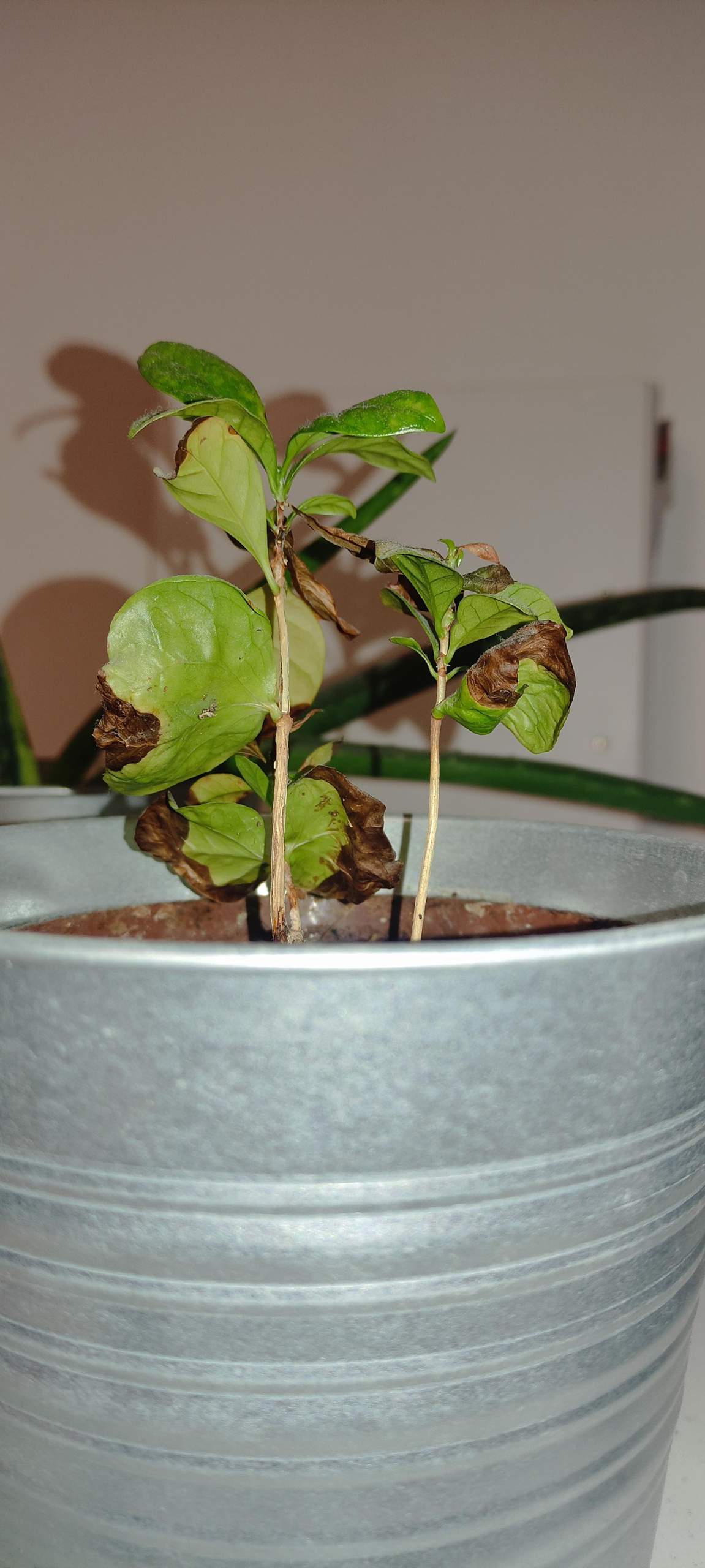 Pflanze retten? (Erde, Blumen, Pflanzenpflege)