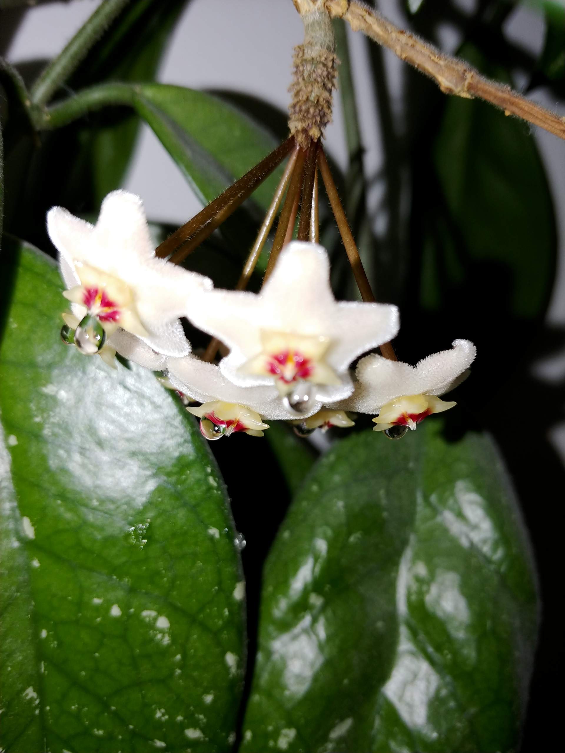 Pflanze tropft Saft? (Biologie, Pflanzen, Garten)