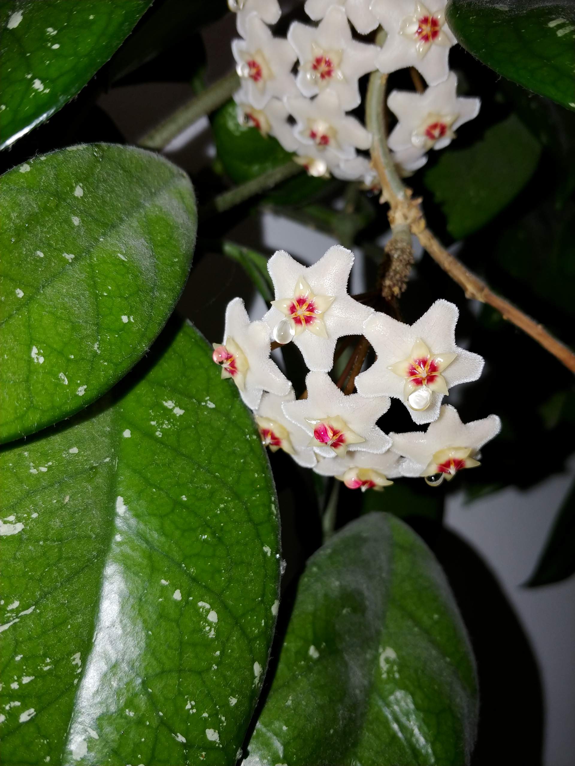 Pflanze tropft Saft? (Biologie, Pflanzen, Garten)