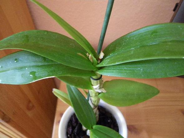Orchidee 2 - (Orchideen, kein Wachstum)