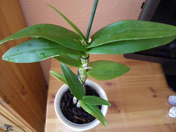 Orchidee 3 - (Orchideen, kein Wachstum)