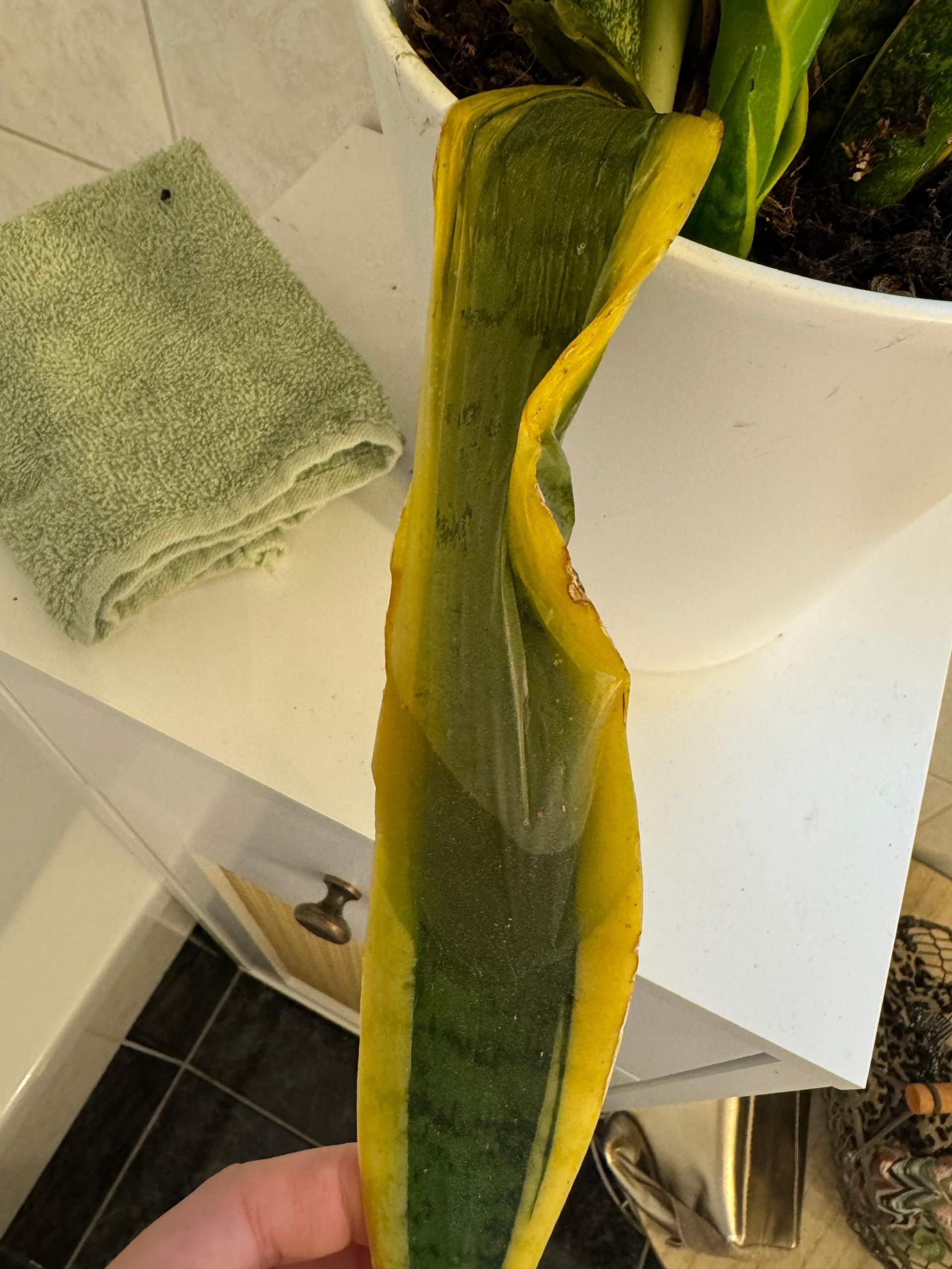 pflanze zu viel gegossen? (Pflanzenpflege, Giessen)