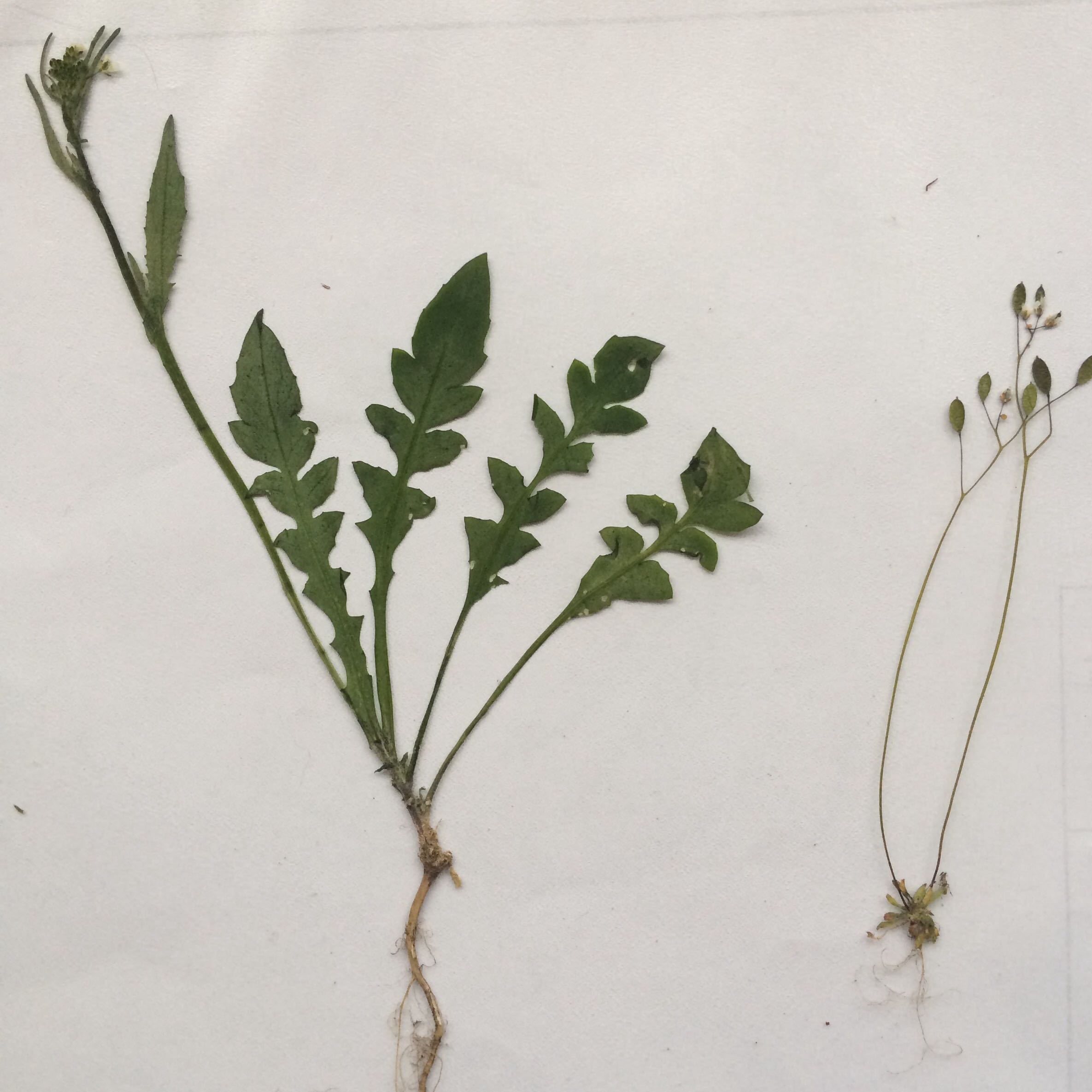 Pflanzen bestimmen? (Garten, Kräuter, Unkraut)