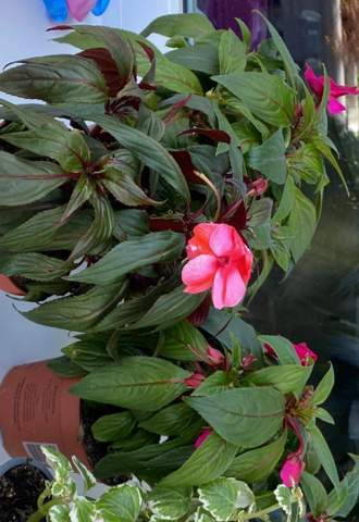 Pflanzen Blumen für Balkon hilfe?