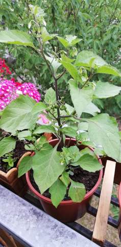 - (Pflanzen, Garten, Botanik)