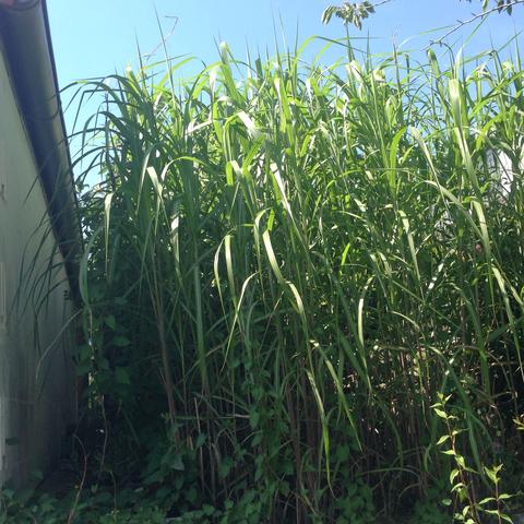 Gras - (Pflanzen, Gras, gräser)