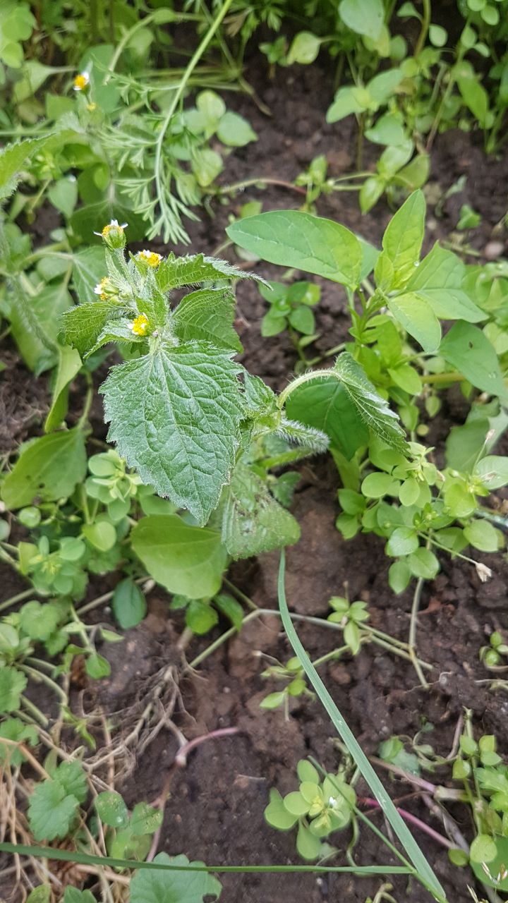 Pflanzen im Garten - Was ist das? (Unkraut)