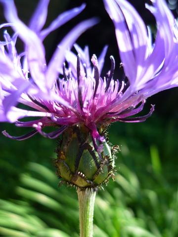 Blume - (Foto, Garten, Pflanzen)
