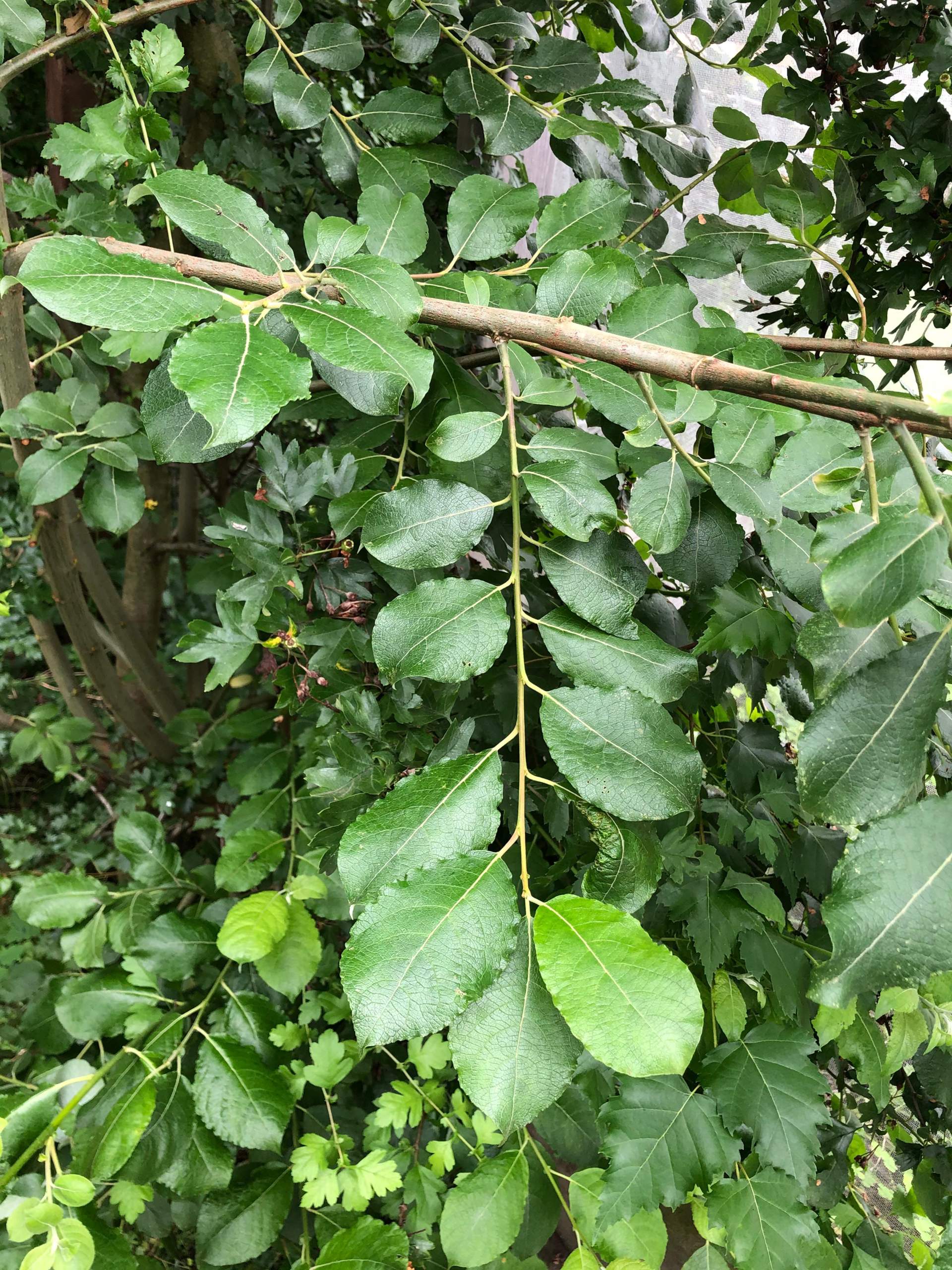 Pflanzenbestimmung. Welcher Baum / Strauch ist das? (Biologie, Pflanzen ...