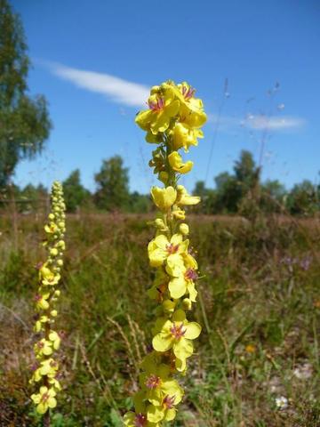 Pflanzenbestimmung app Pflanzenbestimmung app