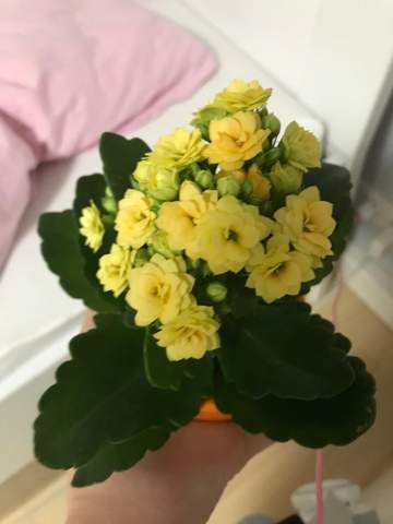 - (Biologie, Pflanzen, Natur)