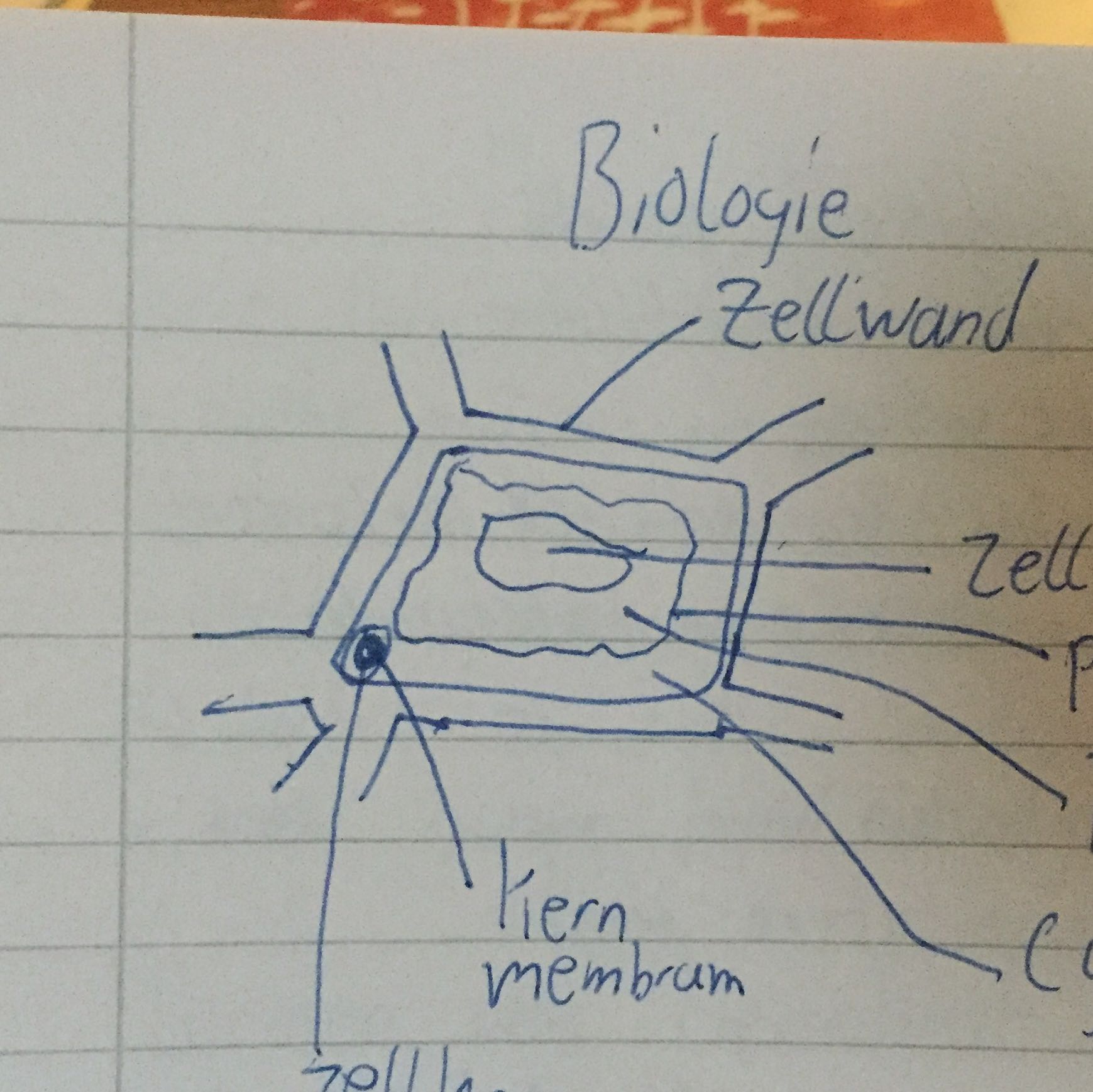 Beschriftung Zwiebelzelle pflanzenzellen zwiebelzelle wissenschaftliche Beschriftung Zwiebelzelle pflanzenzellen zwiebelzelle wissenschaftliche