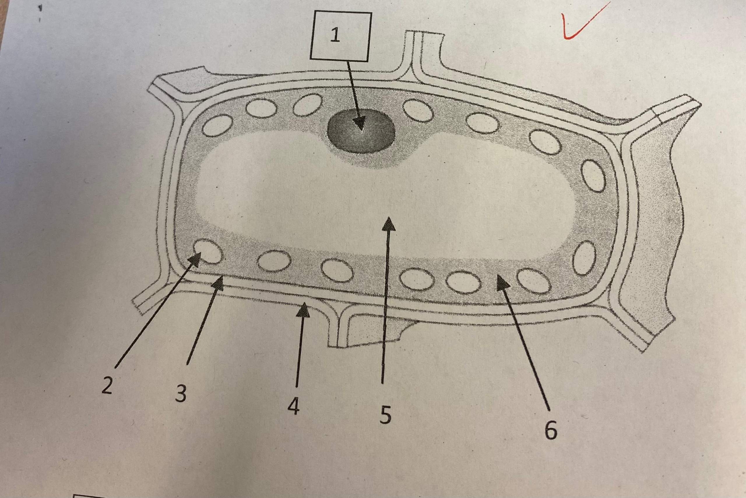 pflanzliche zelle beschriften 2 Zelle Beschriften Arbeitsblatt
pflanzliche Zelle beschriften Ernährung Pflanzen Bio