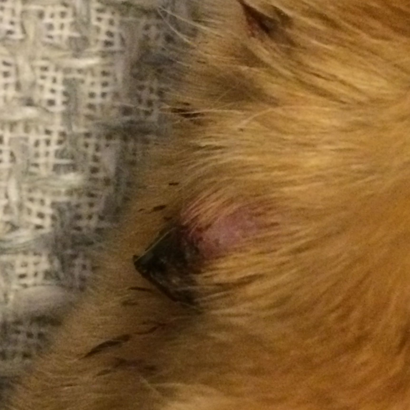 Pfote meiner Katze ist verletzt? (Tiere, Verletzung)