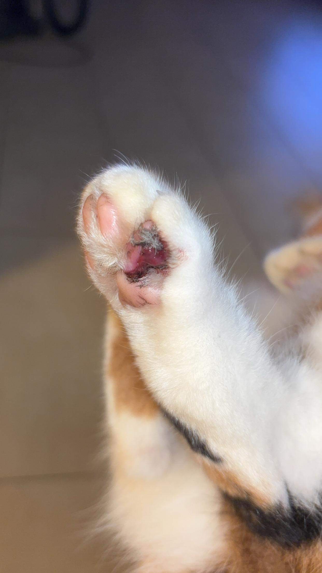 Pfote Offen Bei Der Katze Tierarzt Tiergesundheit pfote-offen-bei-der-katze-tierarzt-tiergesundheit