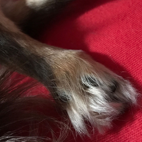 pfotenhaare schneiden oder so lassen