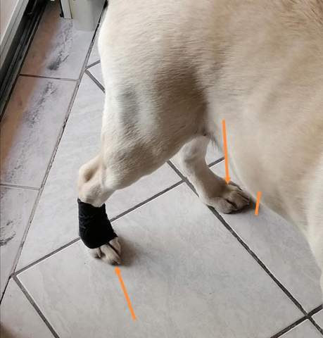 pfotenzehe hund gesundheit und medizin tiere haustiere