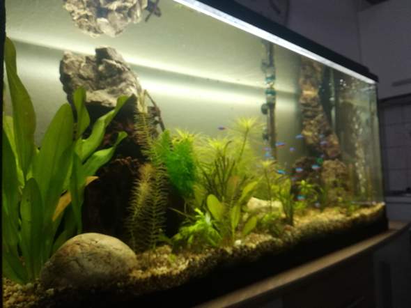 Ph Wert im Aquarium erhöhen und Blaualgen loswerden? (ph-Wert, Algen