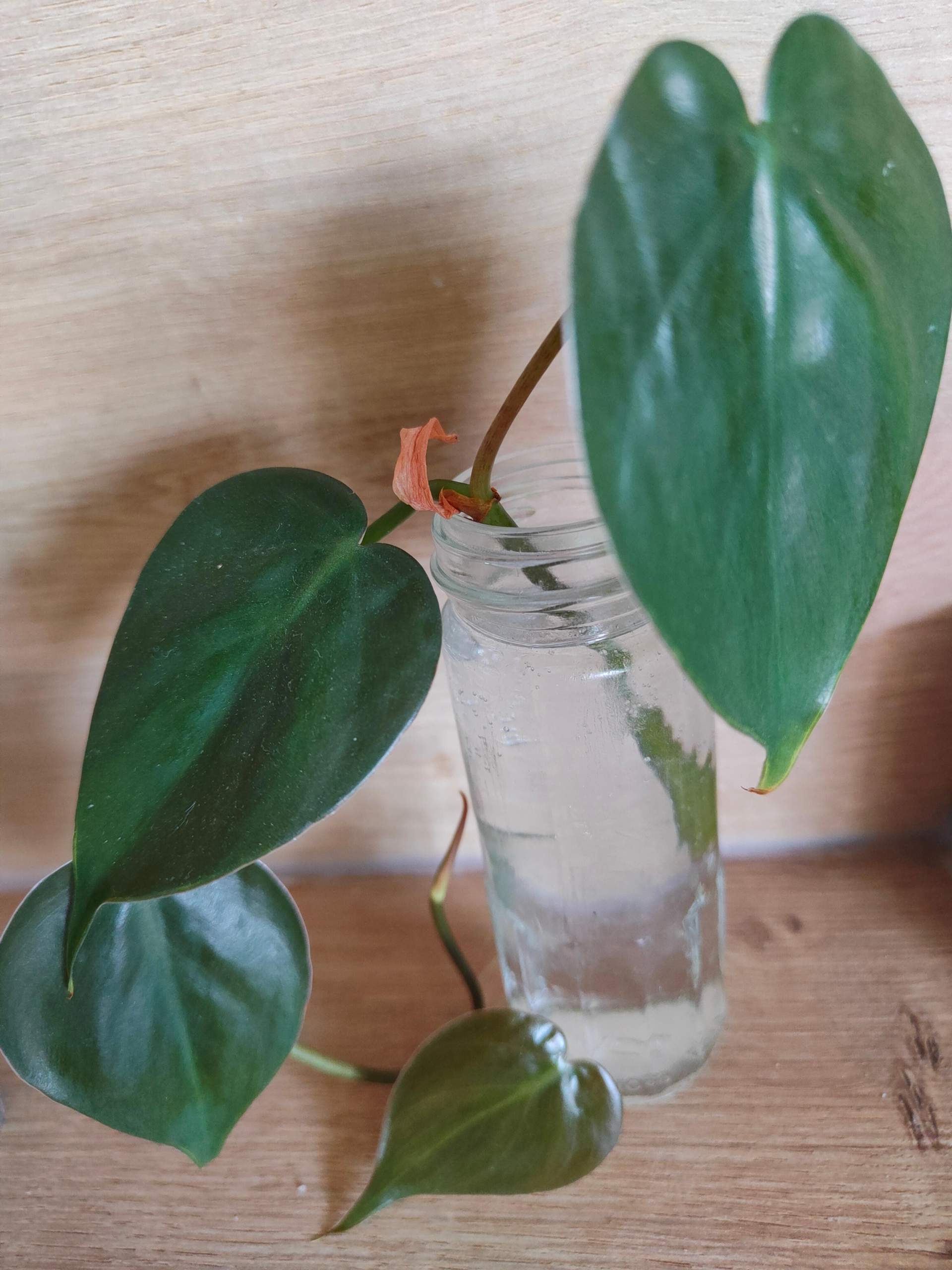 Philodendron wie in Wasser wurzeln lassen? (Pflanzenpflege, Zimmerpflanzen, Wurzel)