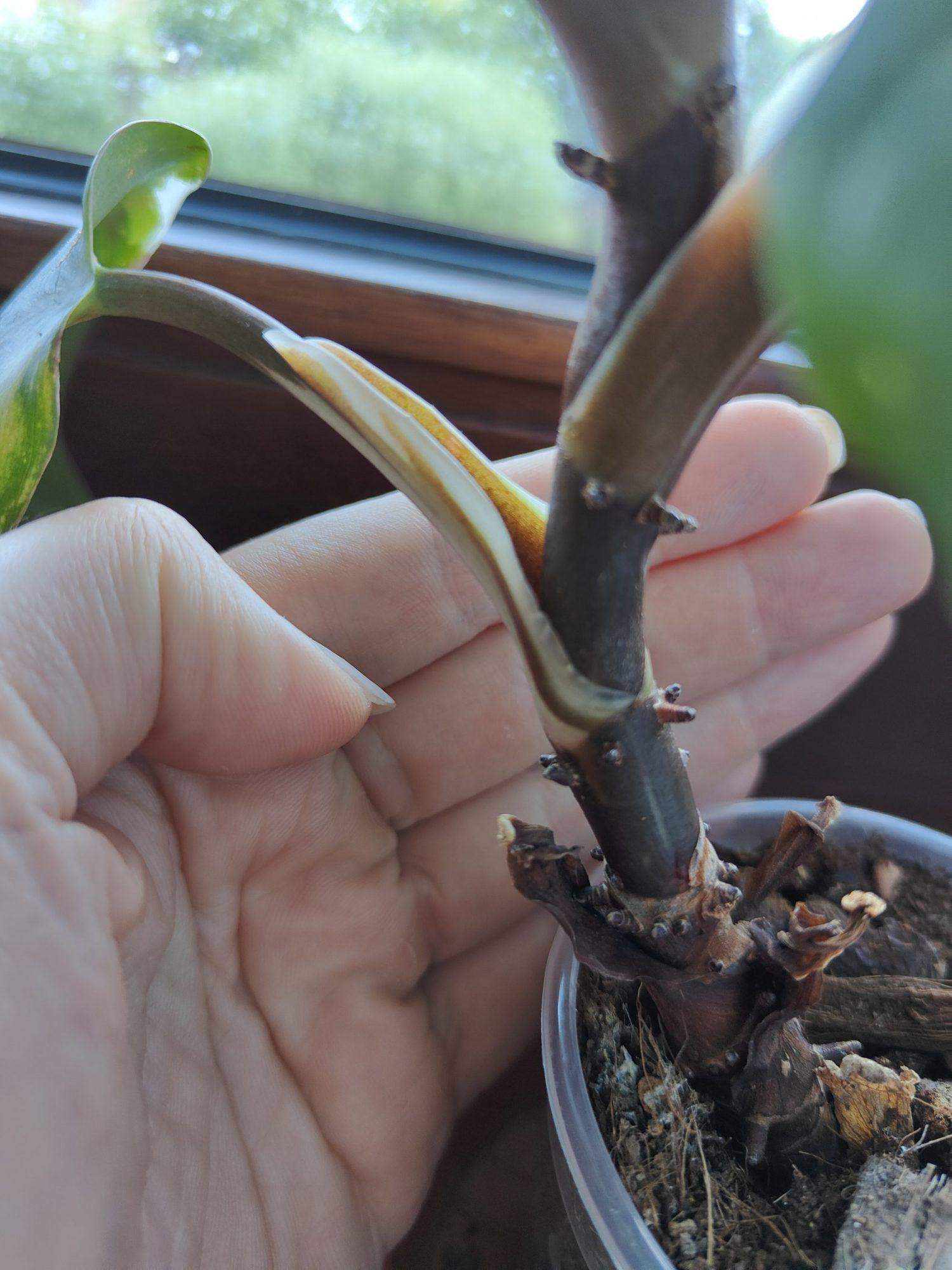 Philodendron abschneiden und neu bewurzeln lassen? (Wasser, Pflanzenpflege,  Zimmerpflanzen)