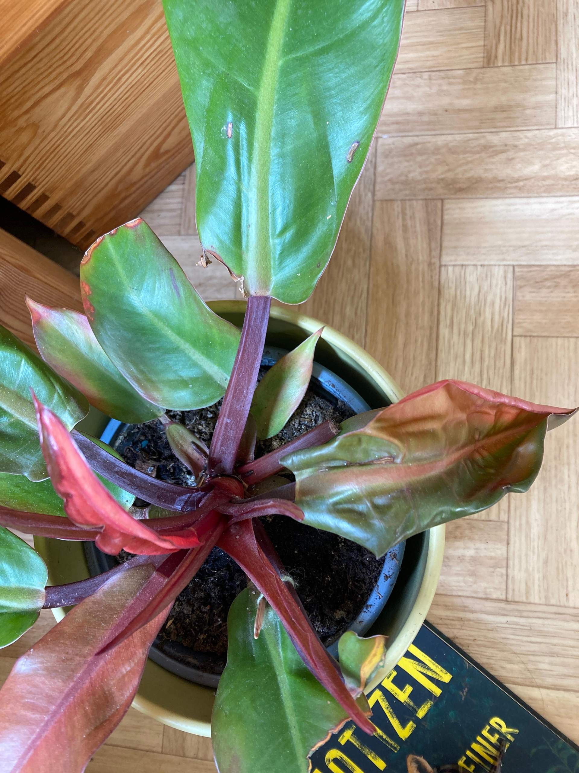 philodendron roter stiel Philodendron rubrijuvenile