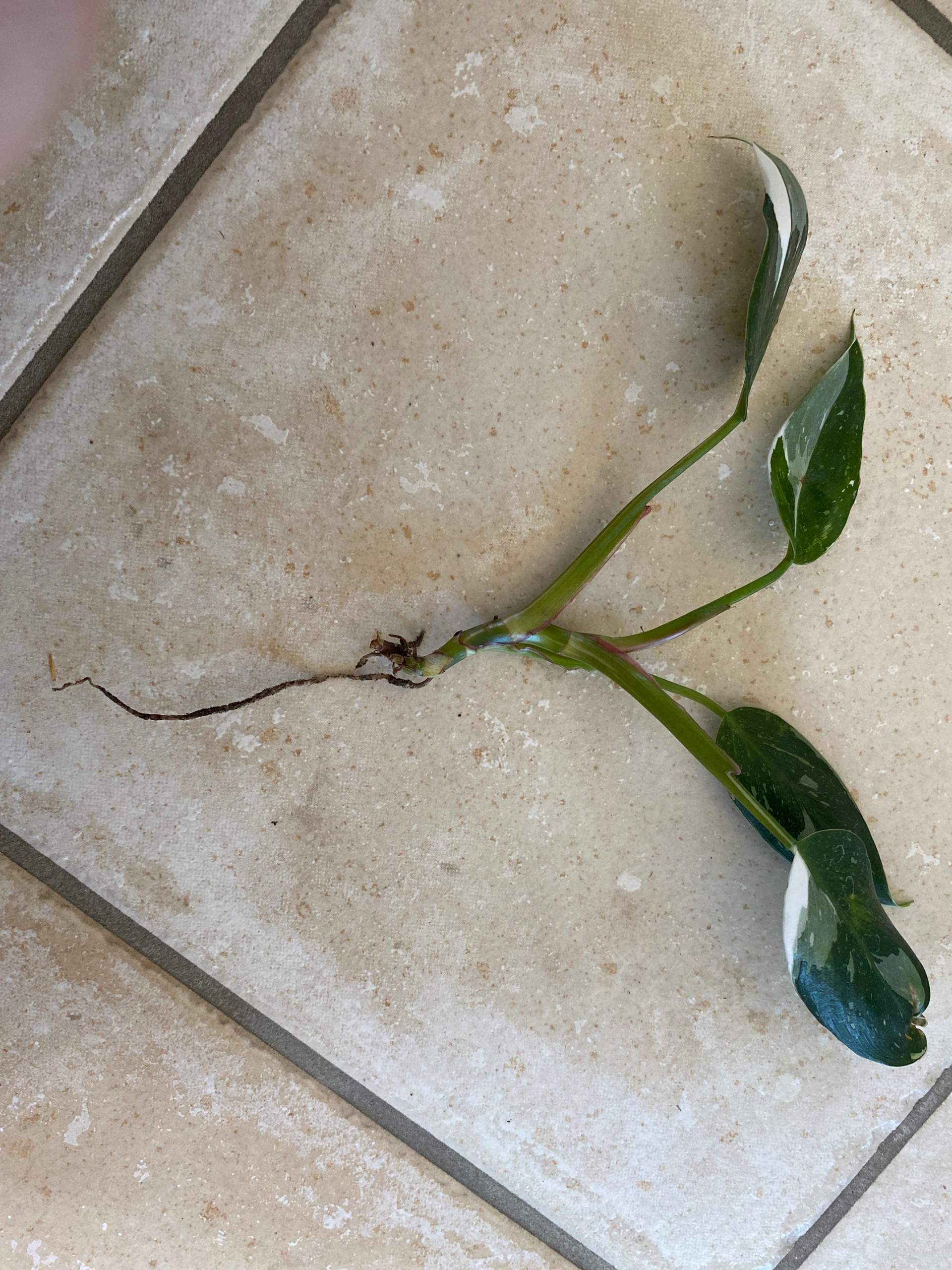 plant plant stand Iron X-Tall Plant Stand