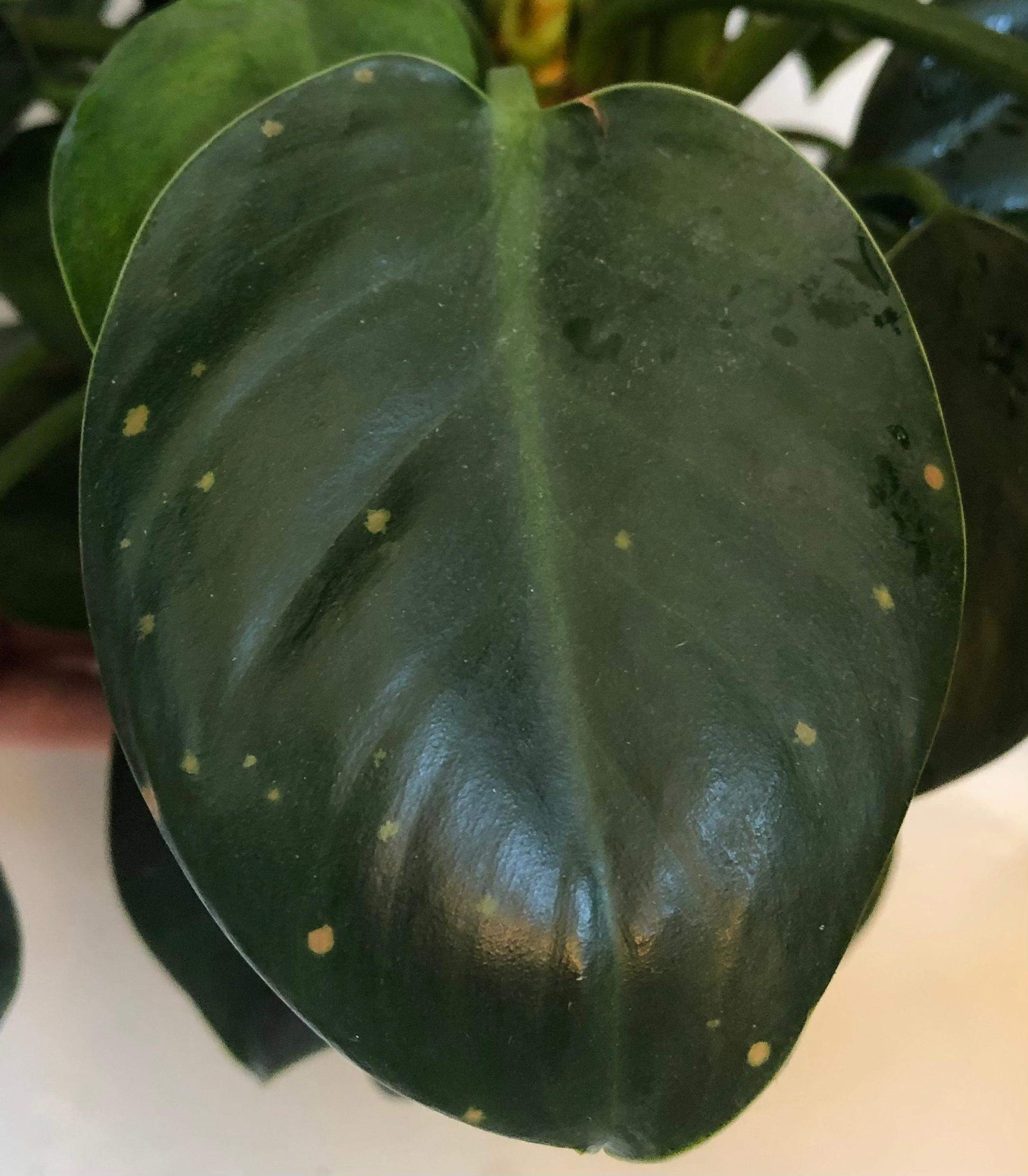 Philodendron Green Princess? (Pflanzen, Pflanzenpflege, Zimmerpflanzen)
