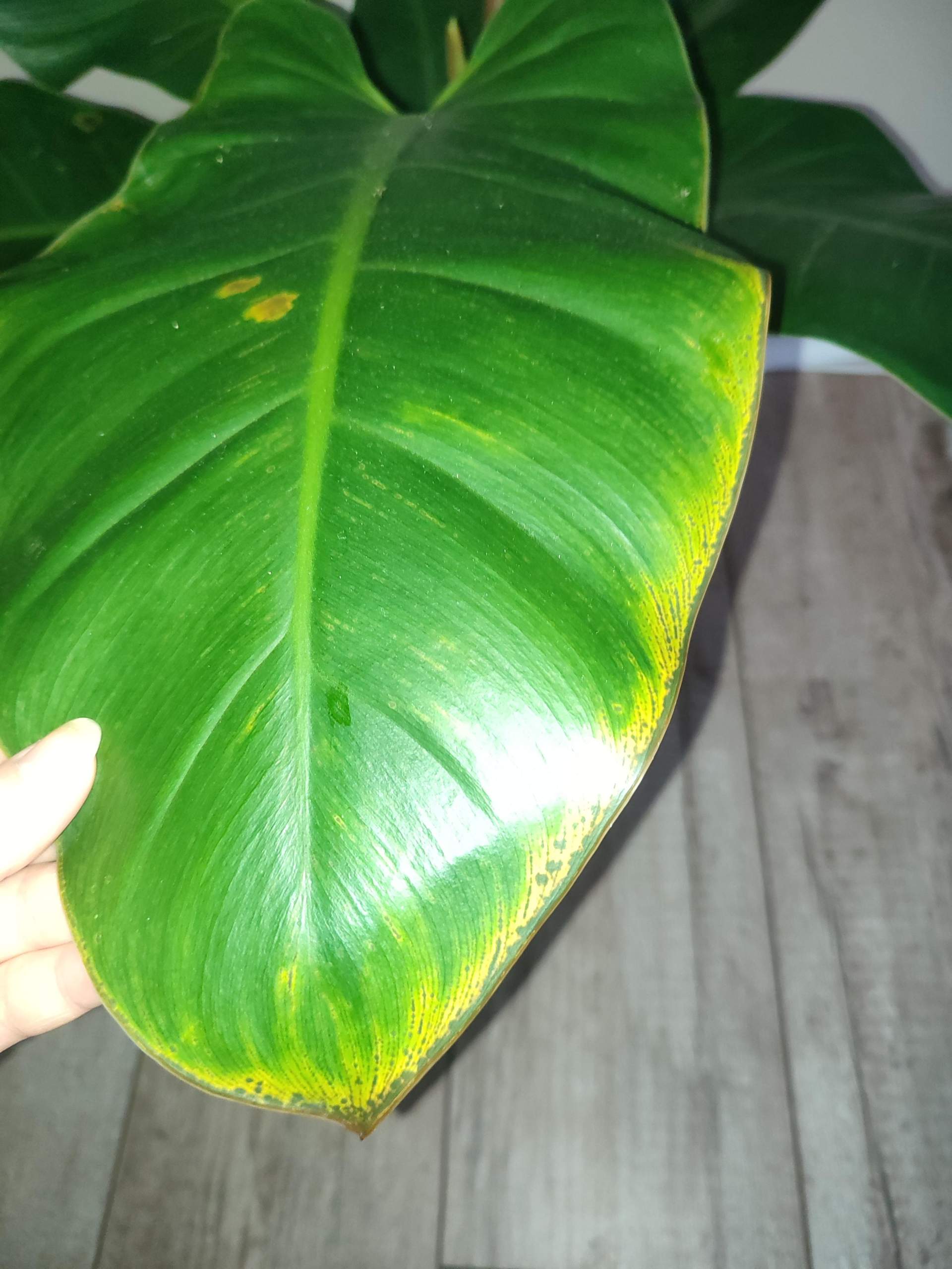 Philodendron Krankheit? (Flecken, Pflanzenpflege, Schdlinge)
