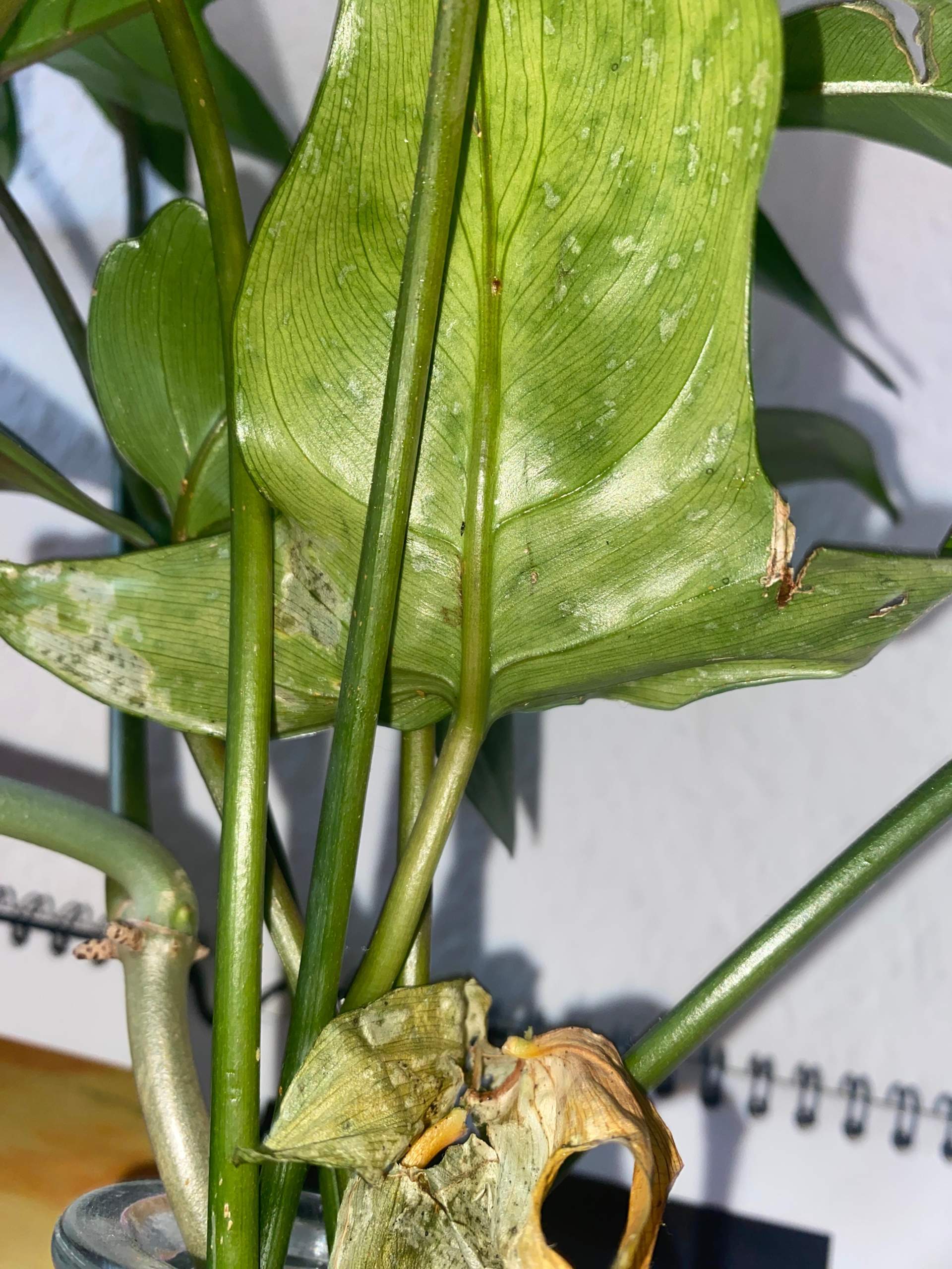 substrat philodendron Aroid Substrat | Monstera | Philodendron | organisch