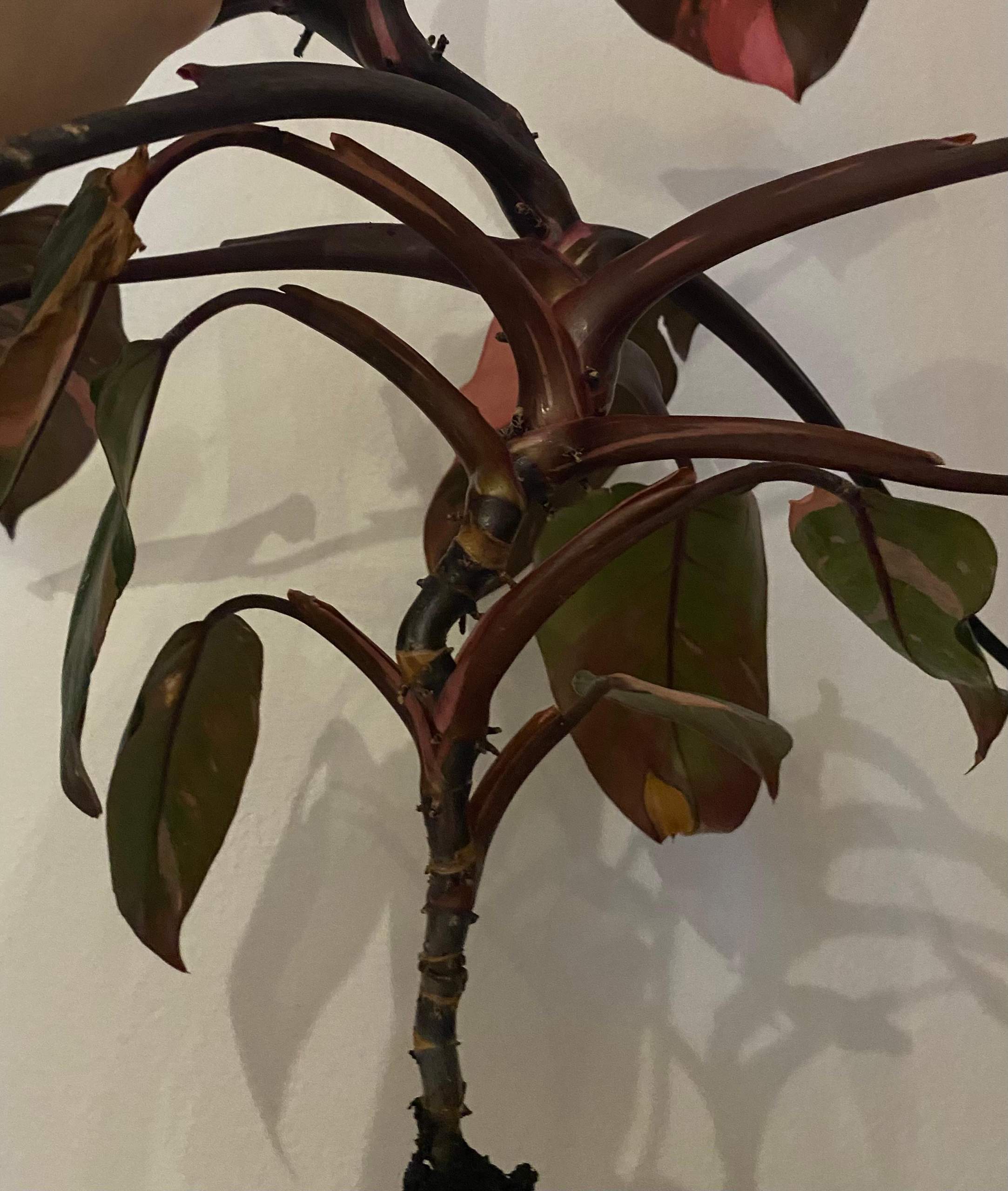 Philodendron Stamm unten sehr schmal? (Wasser, Natur, Erde)