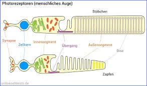 Aufbau Stäbchen Zapfen - (Biologie, Augen, sehen)