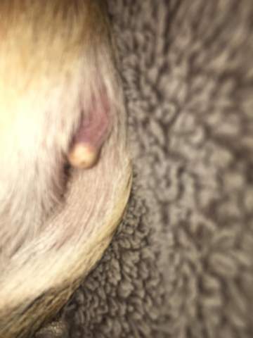 Pickel Am Po Von Meinem Hund After Pickel Am Po Von Meinem Hund After