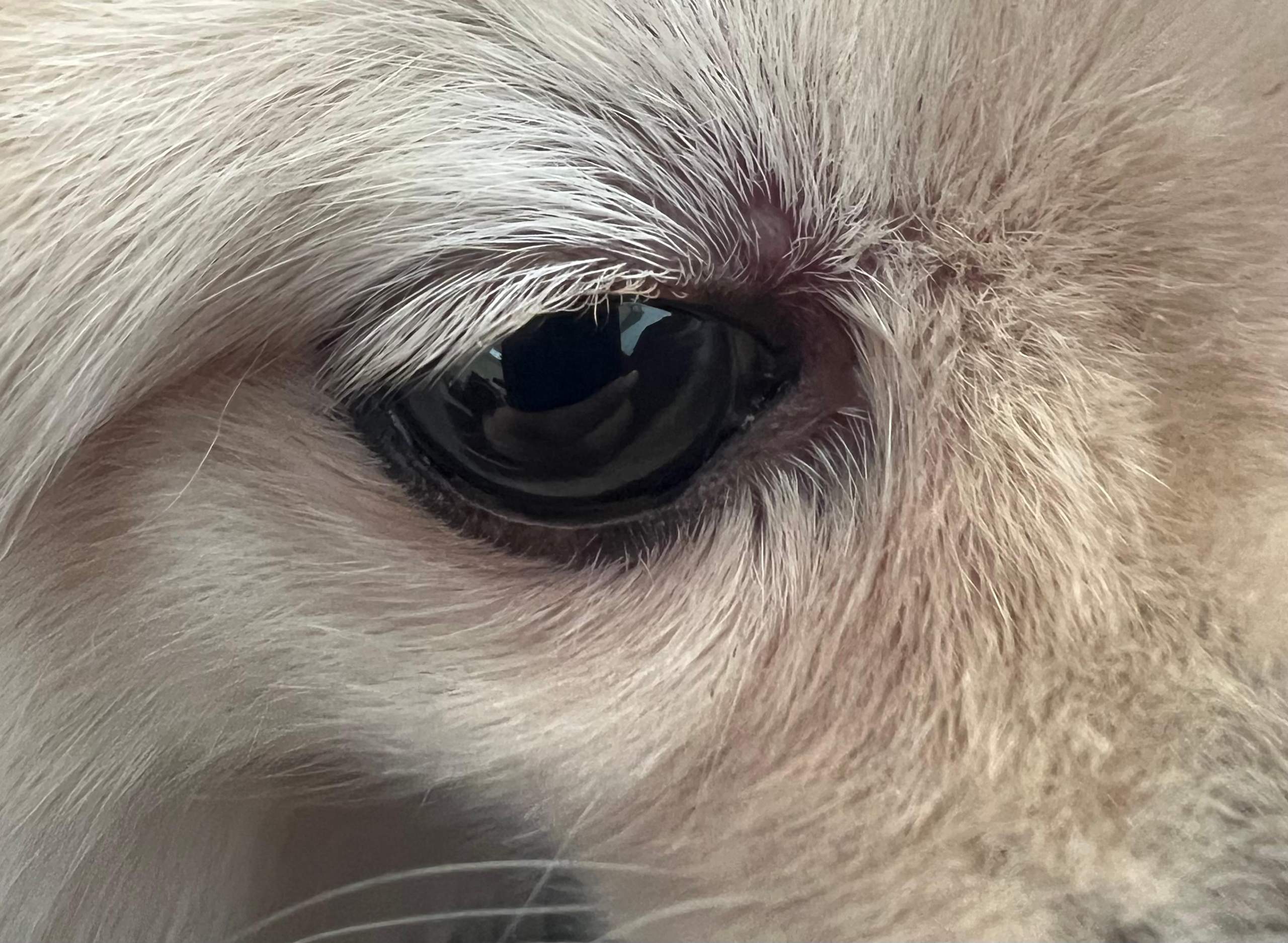 Pickel Auge Hund? (Tierarzt, Hundehaltung)