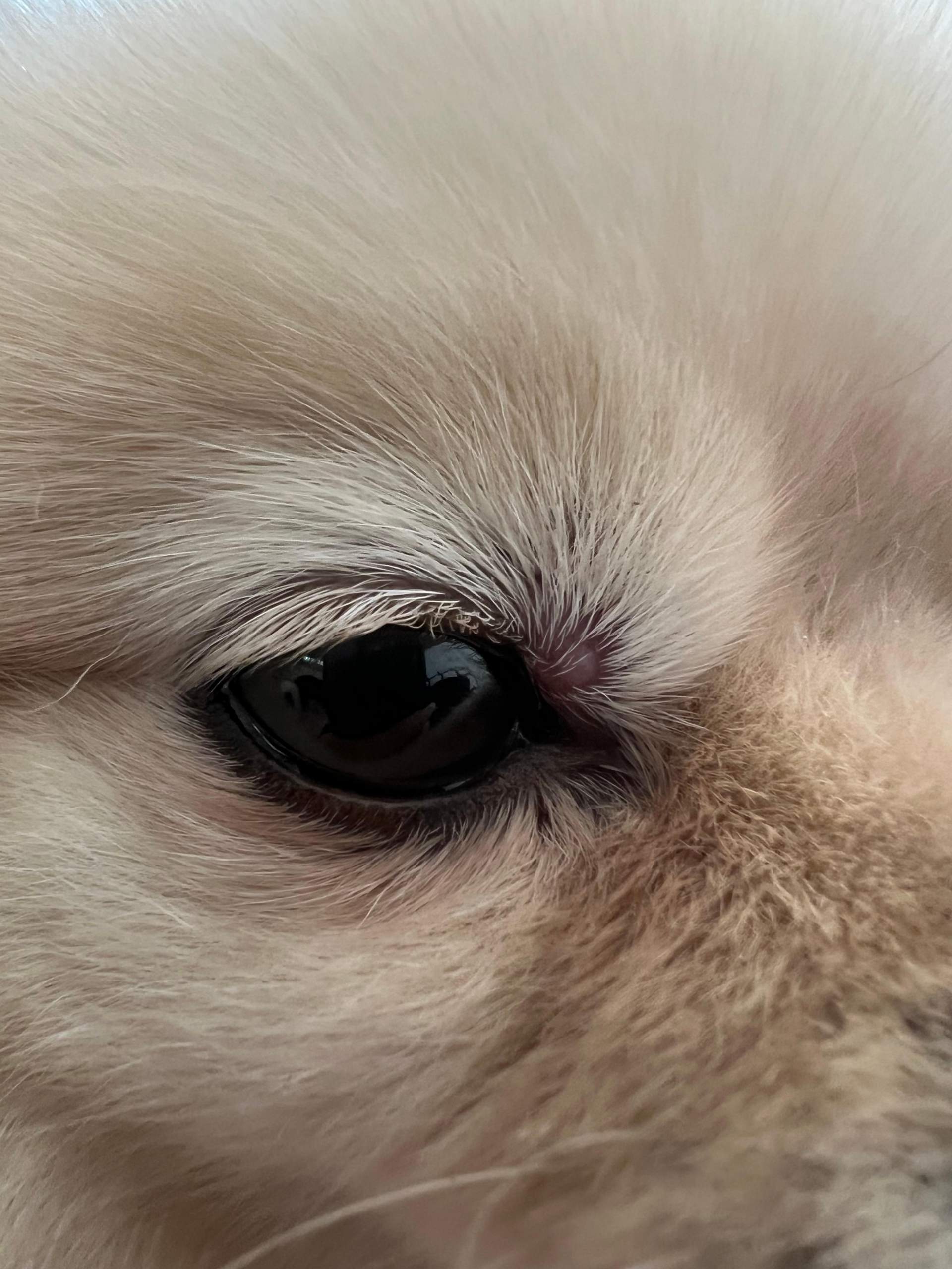Pickel Auge Hund? (Tierarzt, Hundehaltung)